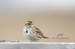 Savannah Sparrow 03.jpg