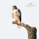 Red-Tailed Hawk at Parkwood.jpg