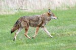 Coyote 03.jpg