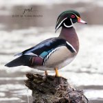 Wood Duck at the Coves 02.jpg