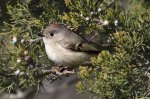 Ruby-Crowned Kinglet 02.jpg