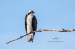 Male Osprey 01.jpg