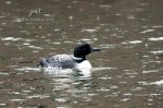 Common Loon 2020 01.jpg