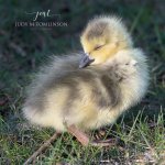 A Quick Snooze in the Sun.jpg