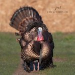Male Wild Turkey.jpg