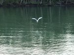 BirdOverWater.jpg
