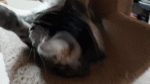 20200429_155144_1.gif