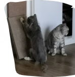 Screenshot_20200501_113418_com.android.gallery3d (1).png