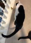 MoeBelly1.jpg MoeBelly1.jpg