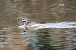Pied-Billed Grebe 2020 02.jpg