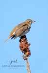 Hermit Thrush.jpg