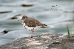 Spotted Sandpiper 02.jpg
