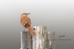 Brown Thrasher 02.jpg