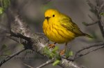 Yellow Warbler 2020 01.jpg