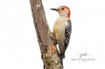 Red-Bellied Woodpecker at Saunders Pond 04.jpg