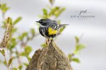 Yellow-Rumped Warbler 2020 01.jpg
