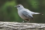 Backyard Gray Catbird.jpg