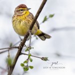 Palm Warbler 2020 01.jpg