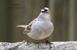 White-Crowned Sparrow 04.jpg