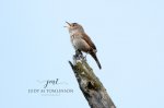 House Wren 05.jpg