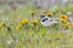 Killdeer Chick.jpg