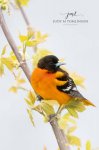 Baltimore Oriole 2020 01.jpg