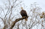 Bald Eagle at Greenway.jpg