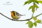 Blackburnian Warbler 2020 01.jpg
