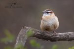 Carolina Wren at the Coves.jpg