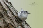 Black & White Warbler 2020 01.jpg