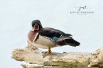 Wood Duck Posing.jpg