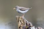Spotted Sandpiper 05.jpg