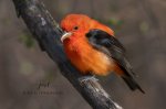 Scarlet Tanager 2020 01.jpg
