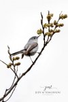 Blue-Gray Gnatcatcher 03.jpg