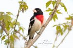Rose-Breasted Grosbeak 2020 02b.jpg