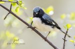Black-Throated Blue Warbler 2020 01.jpg