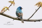 Indigo Bunting 02.jpg