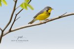 Canada Warbler 2020 01.jpg