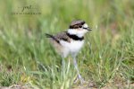 Killdeer Chick 02.jpg