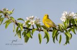 Yellow Warbler in the Blossoms 02.jpg