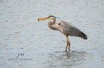 Great Blue Heron 2020 01.jpg