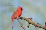 Cardinal 02.jpg