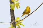 Yellow Warbler 2020 04.jpg