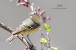 Ruby-Crowned Kinglet 04 .jpg