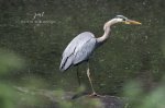 Great Blue Heron 2020 02.jpg