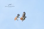 Two Red-Tailed Hawks.jpg