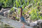 Green Heron 2020 01.jpg