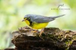Canada Warbler 2020 02.jpg