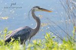 Great Blue Heron 2020 03.jpg