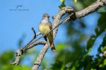 Great Crested Flycatcher 05.jpg